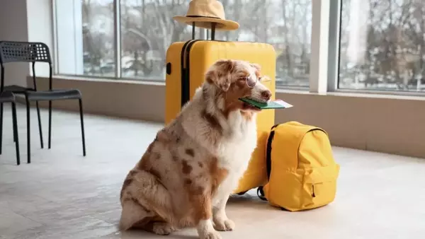 Tutto Quello Che Devi Sapere per Viaggiare in Sicurezza