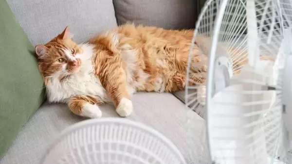 Climatizzazione e Ventilazione per Animali Domestici: Guida alla Sicurezza