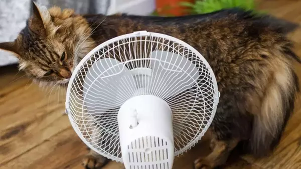 Affrontare l'Estate con i Compagni Anziani: Guida alla Cura di Cani e Gatti