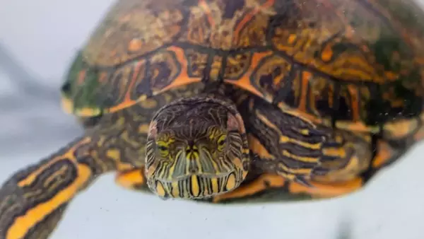 Cura Essenziale delle Tartarughe Acquatiche durante la Stagione Calda