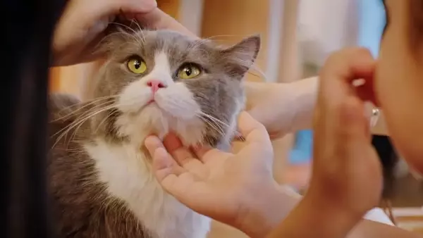 La Vita Quotidiana con gli Animali Domestici: Un Mosaico di Momenti Indimenticabili