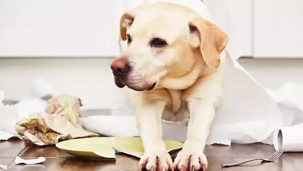 Decifrare il Linguaggio Silenzioso degli Animali Domestici