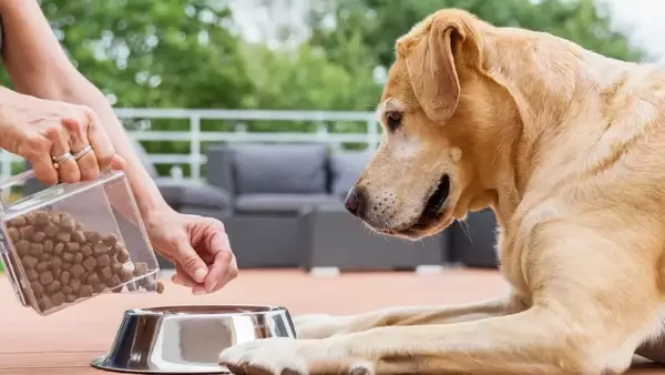 Guida Essenziale all'Alimentazione di Cani e Gatti: Evitare Errori Comuni per la Loro Salute