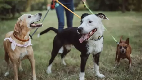Pet sitter o pensione per animali: la scelta giusta prima delle vacanze