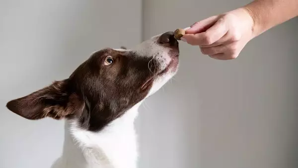 L'Estate tra Divertimento e Stress Canino: Riconoscere e Gestire i Segnali di Disagio