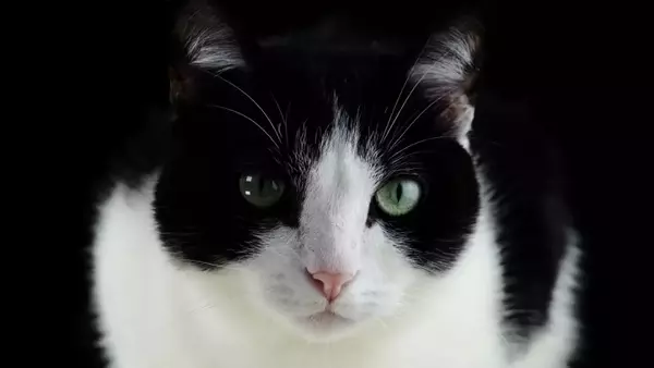 Il Gatto Eroico di Siena: Una Storia di Lealtà e Coraggio