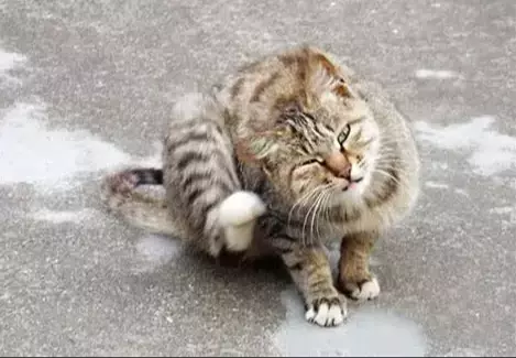 Prurito Felino: Soluzioni Naturali e Consigli Veterinari per la Salute del Tuo Gatto