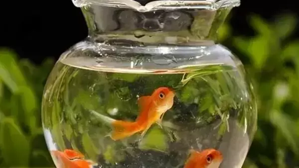 L'Arte dell'Alimentazione per Acquari: Guida Essenziale per la Salute dei Pesci