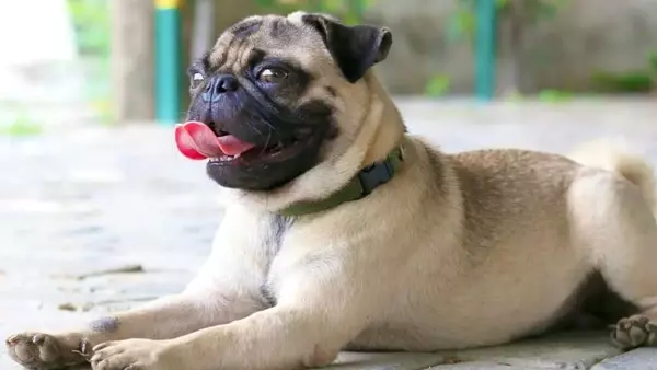 Cani Brachicefali e l'Estate: Una Sfida Respiratoria Sotto il Sole Cocente