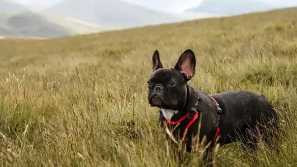 Corpi estranei in cani e gatti: pericoli estivi