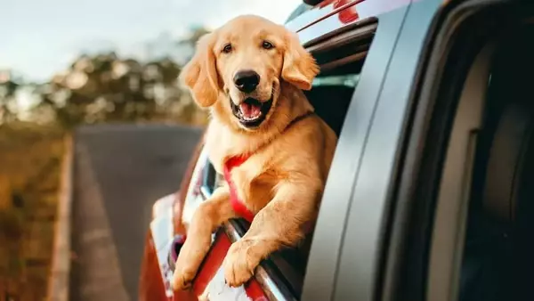 Cinetosi in Cani e Gatti: Cause, Sintomi e Soluzioni Efficaci