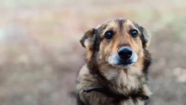 La Giornata Mondiale del Cane Randagio: Un Appello all'Azione e alla Compassione