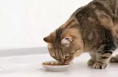 L'Importanza Cruciale di un'Alimentazione Adeguata per la Salute di Cani e Gatti