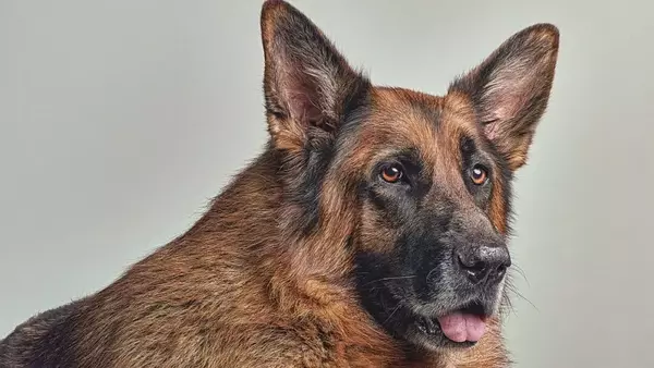 Catturare l'Anima Animale: L'Arte della Fotografia che Rivela Storie Vere
