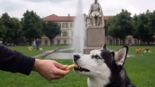 L'importanza di una nutrizione personalizzata e snack salutari per il benessere dei cani