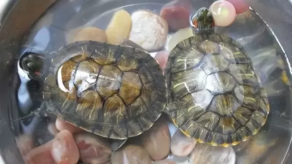 Guida Essenziale all'Alimentazione Corretta per Tartarughe Terrestri e Acquatiche