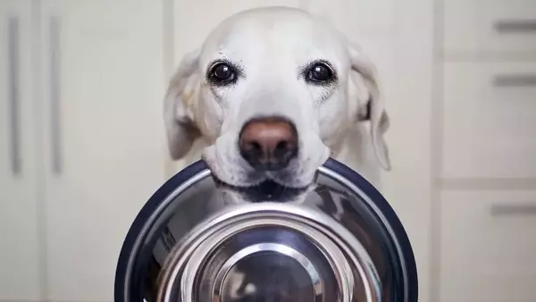 Nuove Prospettive nelle Diete Veterinarie: Soluzioni Innovative per Cani con Intolleranze e Patologie Croniche