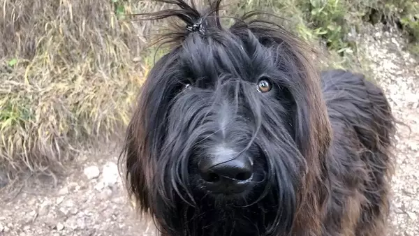 L'Influenza Positiva di Beaudrie: Pet Therapy per Madri e Figli in Contesti Vulnerabili