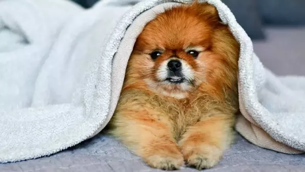 Manto Secco del Cane: Cause, Preoccupazioni e Soluzioni Efficaci