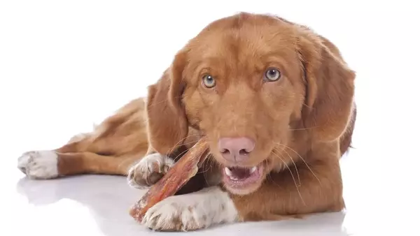 Guida Completa alla Scelta dei Migliori Masticabili Naturali per Cani: Benefici, Rischi e Consigli Pratici