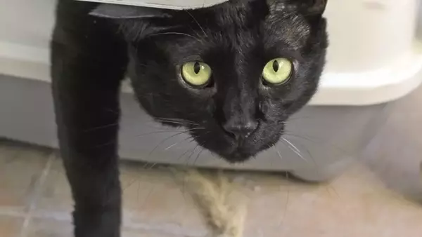 Insufficienza Renale in Cani e Gatti: Segnali, Diagnosi e Gestione