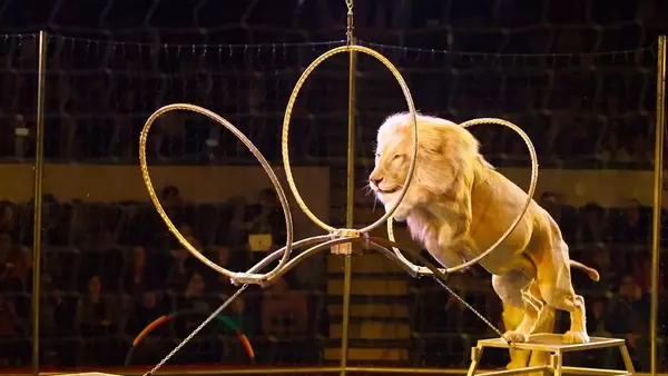 L'Ungheria Bandisce gli Animali Selvatici dai Circhi: Un Nuovo Capitolo per il Benessere Animale