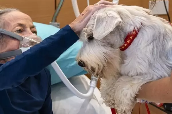 La Storia Incantevole di Nina: Amore e Perdita Attraverso gli Occhi di un Cane nell'Hospice