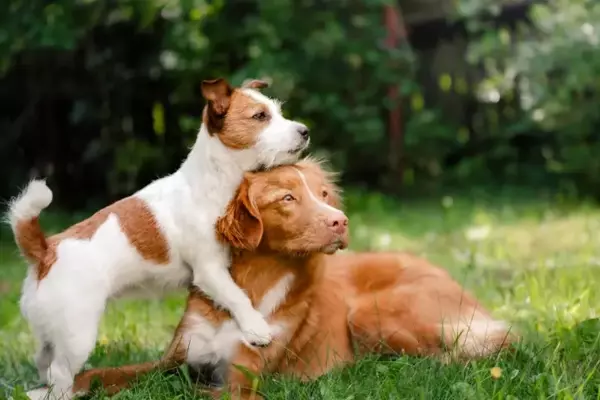 Mantenere il Benessere del Cane Dopo le Vacanze: Strategie Cruciali