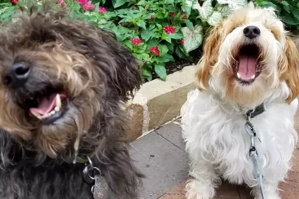 Il Sorriso Canino: Espressione di Gioia o Malinteso Comunicativo?