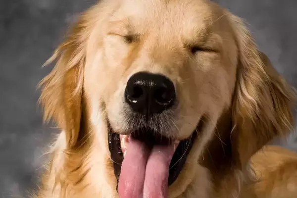 Il Linguaggio Segreto dei Cani: Un Sorriso Che Va Oltre le Parole