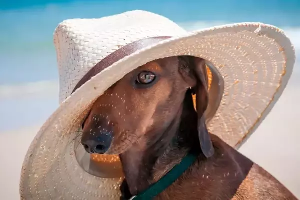 Guida Essenziale per una Vacanza al Mare Indimenticabile con il Tuo Amico a Quattro Zampe