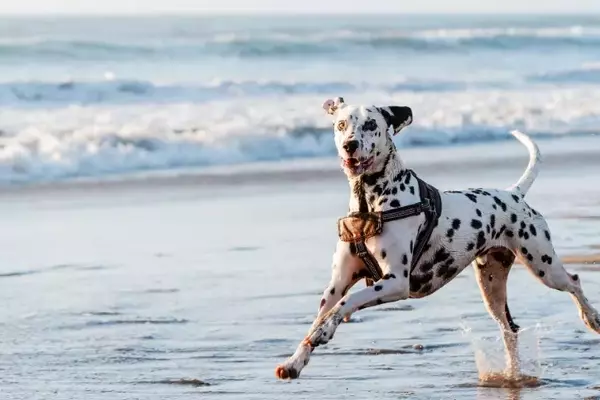 Consigli Essenziali per una Giornata al Mare Perfetta con il Tuo Amico a Quattro Zampe