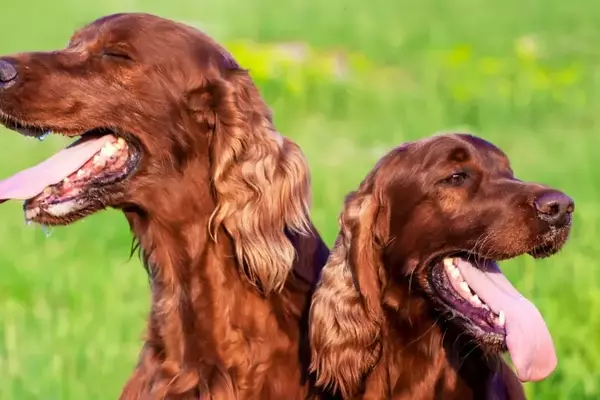 Il respiro del cane: quando è normale e quando richiede attenzione