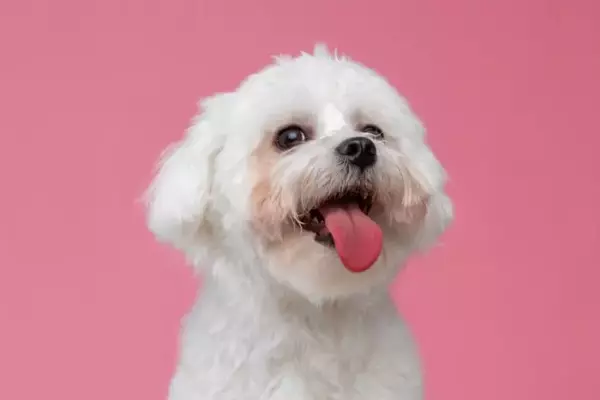 Affanno Canino: Cause Sottostanti e Quando Preoccuparsi