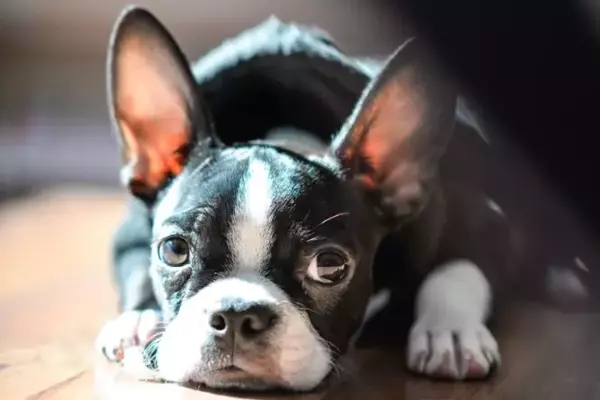 Comportamenti del cane stressato: riconoscerli per curarli