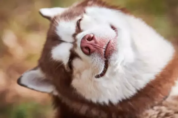 Gestire lo Stress nel Cane: Strategie e Consigli per il Benessere del Tuo Amico a Quattro Zampe