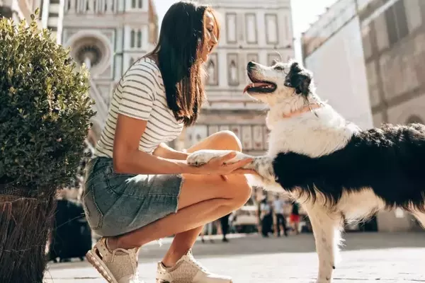 Affidamento del cane a un dog sitter: Guida completa all'adattamento sereno