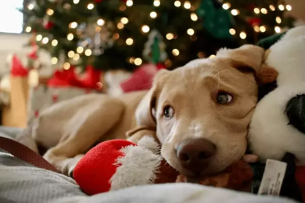 Gestione dello Stress in Cani e Gatti Durante le Festività: Consigli Pratici