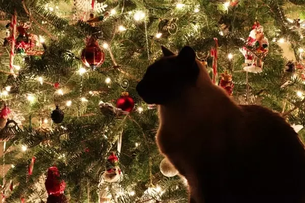 Festività serene con animali domestici: Guida alla preparazione della casa