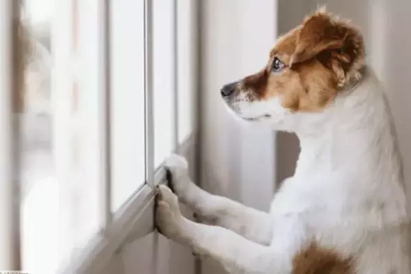 Addestrare i Cuccioli alla Solitudine: Una Guida per Genitori di Animali Domestici