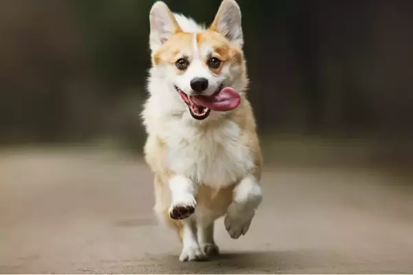 L'Arte del Richiamo Canino: Oltre le Parole, il Linguaggio del Corpo