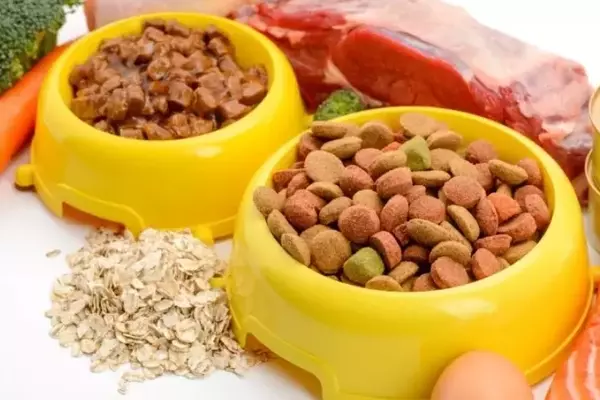 Cibo per Cani: Umido o Secco? Una Guida Completa