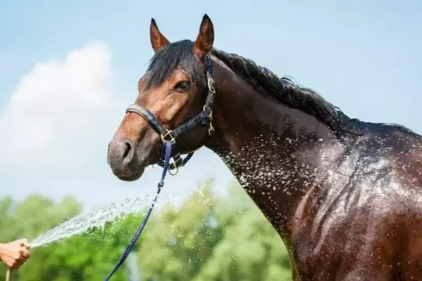 Gestione Equina Sotto il Sole Estivo: Strategie Essenziali per il Benessere del Cavallo