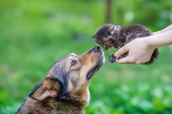 La Primavera e la Pelle degli Animali Domestici: Prevenzione e Cura delle Allergie Cutanee