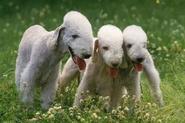 Il Bedlington Terrier: Un Eleganza Unica e un Cuore Coraggioso
