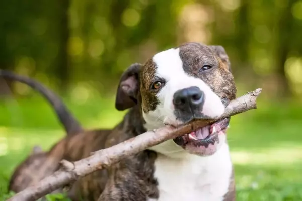 Il Pitbull Americano: Guida Completa alla Razza