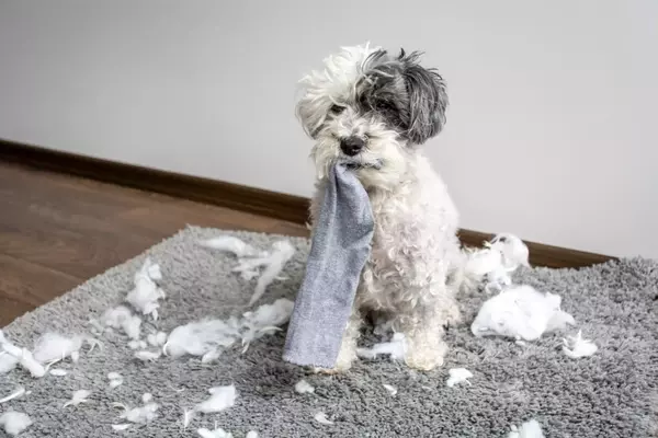 Il Bichon Havanese: Un Compagno Affettuoso e Leale