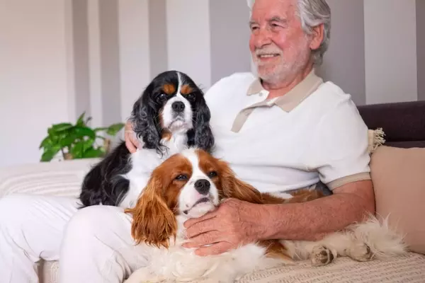 Cavalier King Charles Spaniel: Il Compagno Reale Perfetto