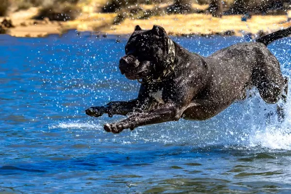 Cane Corso: Storia, Caratteristiche e Cura di una Razza Nobile