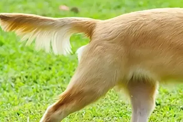 Il Linguaggio Segreto della Coda Canina: Oltre la Semplice Appendice